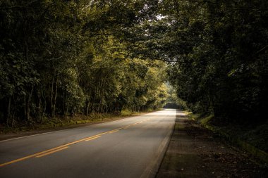 Brezilya 'da Ağaç Kanopili Manzaralı Orman Yolu