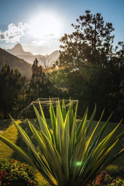 Itaipava, Brezilya 'da Gündoğumunda Örümcek Ağlı Agave Bitkisi