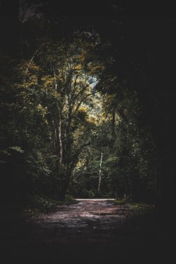 Brezilya 'nın Ubatuba kentindeki Tropikal Yağmur Ormanlarına Giden Çamurlu Yol