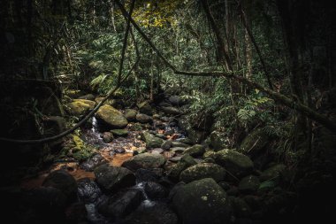 Tropikal Brezilya 'da Yosunlu Kayalar ve Orman Deresi