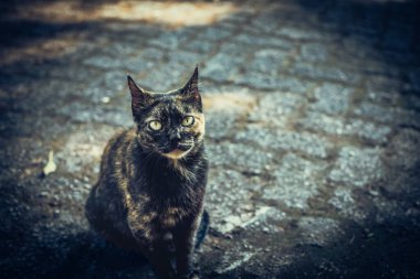 Kaplumbağa kabuğundan kedi Pavera 'da Kameraya bakıyor