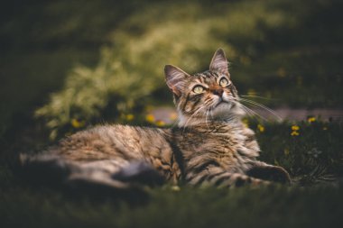 Çizgili Kedi Doğal Işıkta Çimlerde Dinleniyor