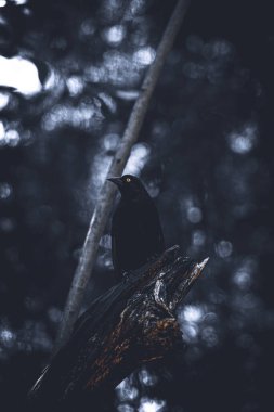 Karanlık Orman 'da bir dalın üzerine tünemiş dev bir kovboy kuşu.