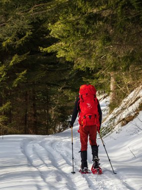 Kar ayakkabısı yürüyüşçüsü, karlı bir yolda kırmızı giysi yürüyüş direkleri ile ormanda yürüyor.