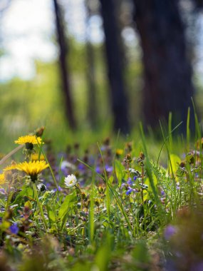 Bahar zamanı, güneşli orman parkındaki çayırlarda, karahindiba ve papatyalarla birlikte, sarı mor yeşil çimenler.
