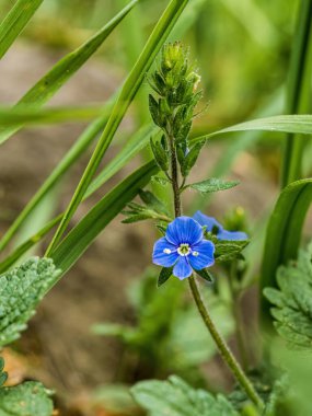 Germander Speedwell (veronica chamaedrys) yeşil çimen bulanık arkaplan arasında