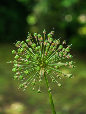 Yeşil allium perianth tohumları çiçek başı bulanık arkaplan bokeh