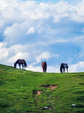 Avusturya, Carinthia, Villach, Dobratsch 'ta yeşil bir çayırda dramatik mavi bulutlu bir gökyüzü üzerinde otlayan üç vahşi at.