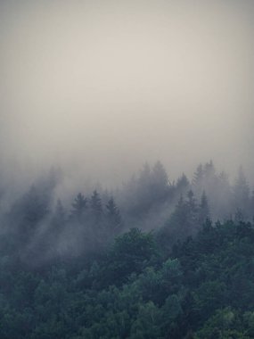 Çam ağaçları sisli, sisli, sisli, fotokopi alanı olan sisli havada siluetler.