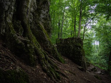 Avrupa ormanlarında kayaların arasından süzülen ağaç kökleri, yaprakların arasından süzülen ışık.