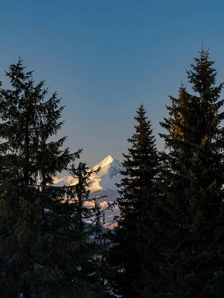 雪の山のピーク高いタトラのクリヴァン日没黄金の時間の間に松の木の後ろのスロバキア — ストック写真