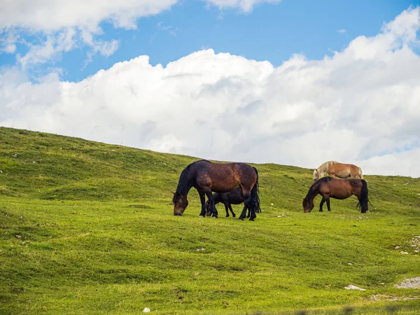 stock image Wild horses grazing in the Naturpark Dobratsch in Carinthia, Austria, Villach, summer, mountains cloudy sky meadow with children and adult horses