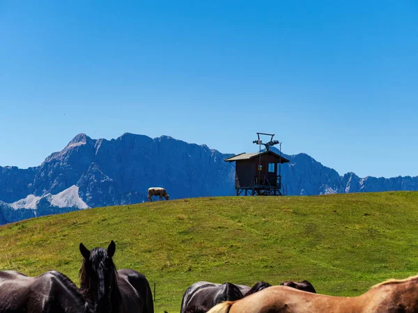 Koně Krávy Pasoucí Horské Louce Vedle Chaty Alpách Korutany Rakousko — Stock fotografie