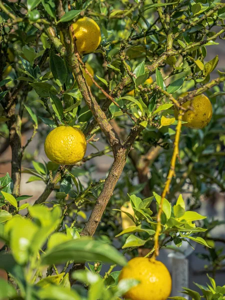 Bio organic lemons citrus fruits in a farm on a tree branch with leaves sunshine
