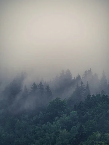 Forêt Pins Silhouettes Dans Brouillard Brumeux Brouillard Froid Avec Espace — Photo
