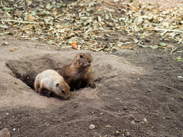 Two prairie dogs lookouts looking out of their hole in a prairie dog town