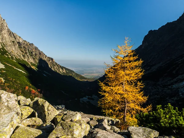 秋にオープン谷でオレンジ黄色の松のカラマツの木 スロバキア タトラ山脈 Vysoke Ttry — ストック写真
