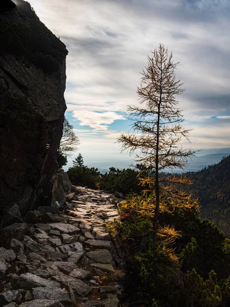 Gelbkiefer Auf Einem Steinigen Bergpfad Herbst Riesiger Findling Bewölkt Himmel — Stockfoto