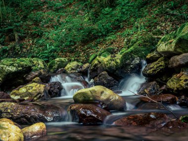 Transilvanya, Romanya ve Sighistelului vadisindeki yemyeşil bir yaz ormanında çağlayan şelaleli yosunlu kayalık dereler