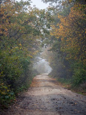 Sonbahar mevsiminde yapraklarla kaplı boş orman yolu sisli havada, renkli ağaçlar yapraklarla kaplı.