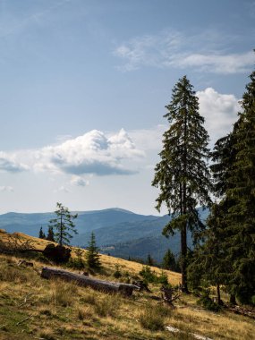 Transilvanya 'nın Padis Bihor dağlarındaki manzara manzarası, bulutlu gökyüzü çam ağaçları devrilmiş altın çayırlar