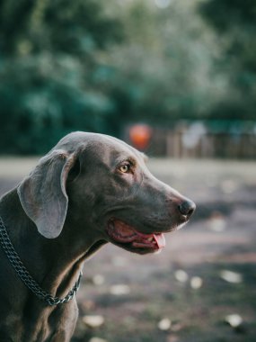 Gri Weimaraner işaret köpeği, altın saat boyunca halka açık bir parkta, kamera profilinden başka bir yere bakıyor.