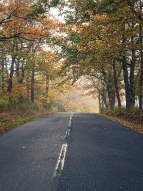 Macaristan 'da sonbahar aylarında renkli turuncu ağaçlar ve sisli atmosfer ile dolu düz kırsal asfalt yolu.