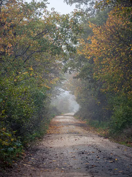Empty forest road covered with leaves during autumn fall in foggy weather, colorful trees foliage