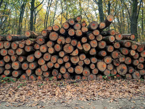 Wood log timber pile in a yellow orange colorful autumn fall forest next to a dirt road frontal view in Hungary