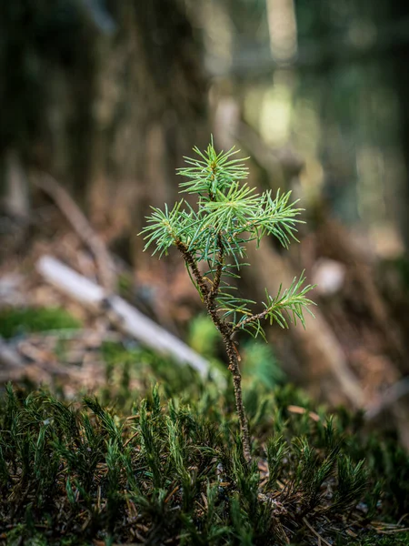 Small Little Pine Fir Tree Sapling Seedling Growing Moss Selective — Stock Photo, Image