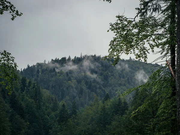 Misty foggy mountain landscape with fir forest and copyspace in Transylvania, Romania