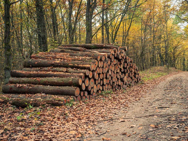 Wood log timber pile in a yellow orange colorful autumn fall forest next to a dirt road in Hungary