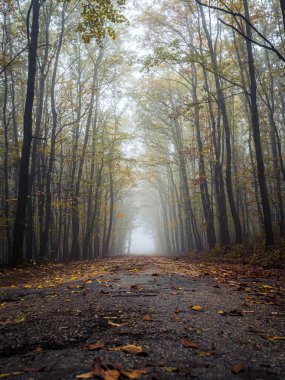 Sonbahar mevsimi boyunca sisli bir ormanda boş orman yolu, renkli yeşillikler ve alçak açı manzarası.