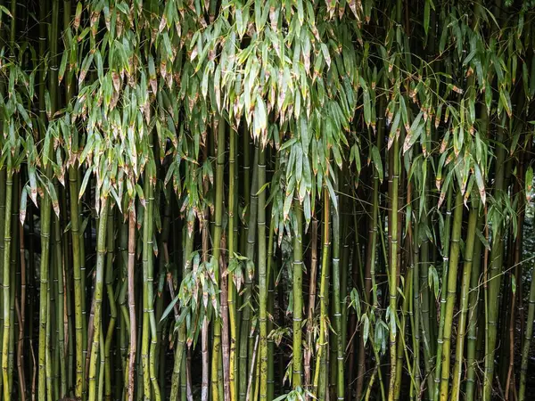 Thick bamboo forest texture background shot with leaves