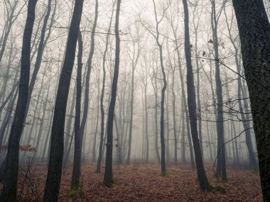 Foggy mysterious spooky fantasy horror forest landscape during autumn winter atmospheric moody clipart