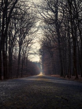 Boş düz düz orman asfalt yolu mesafeye, sonbahara, alçak açılı manzaraya, altın güneş ışığına gidiyor.