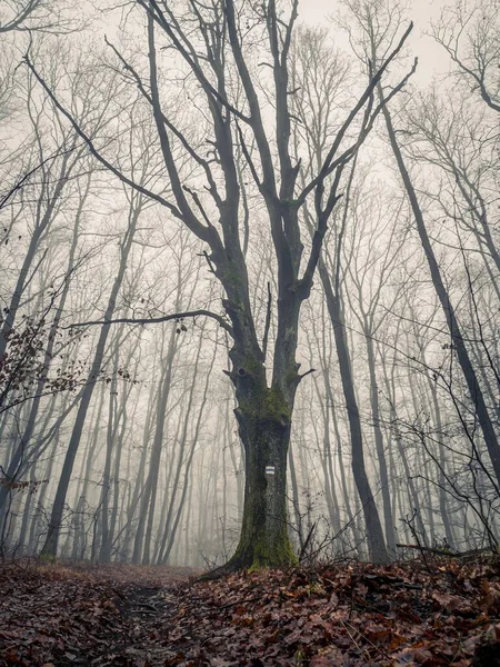 Huge giant tree in a foggy spooky autumn forest with blue tourist trail mark