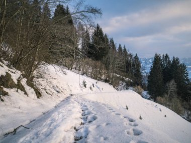 Kışın boş orman patikası, kar örtüsü, ayak izi, çam ağaçları, insan yok, Carinthia, Avusturya