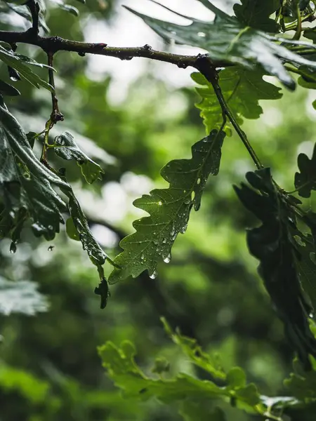 Oak leaf on a tree after rain, water droplets on the leaf, sunshine