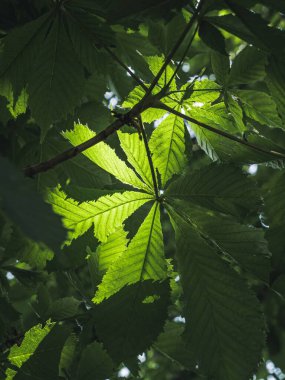 At Kestanesi Ağacı 'nın (Aesculus hipocastanum) yaprakları arasında parlayan güneş ışığını kapat