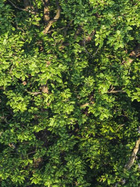 yemyeşil orman yaprakları yaprak ağaç dalları aşağı hava manzarası, güneş ışığı