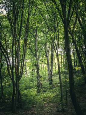 Kalın bir yaz ormanında yetişen büyük kayın ağaçları, yemyeşil çalılar, parlayan güneş