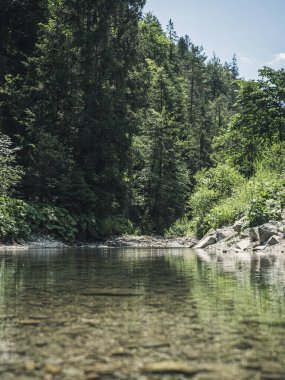 Dağ ormanı deresinin alçak açılı görüntüsü, temiz su, yansıma, arka planda ağaçlar.