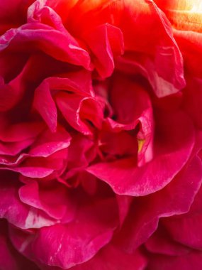Bir gül goncası çiçeğinin makro fotoğrafını kapat, kırmızı, pembe renk, arkaplan dokusu