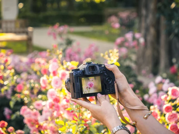 Hands of an elegant white woman with jewelry holding a digital camera photographing a rose flower during sunset, golden hour, blurry background