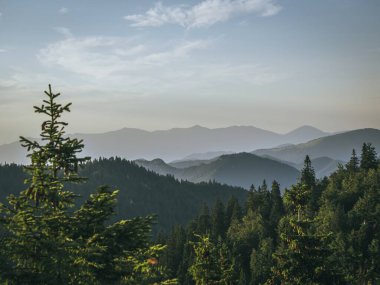 Velka Fatra Milli Parkı 'ndan görüntü. Akşamları Slovakya 'da Kralova Studna yakınlarındaki panoramik dağ manzarası. Doğanın yaz renkleri, çam ormanı, yuvarlanan tepeler.