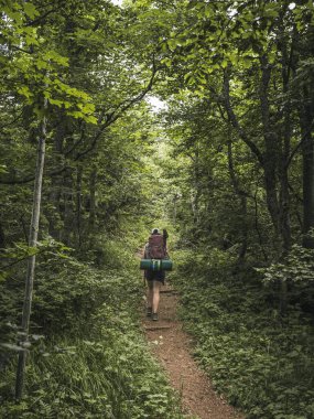 Büyük bir sırt çantası ve kamp ekipmanıyla yaz boyunca orman yolunda yürüyen genç bir kadın, yemyeşil atmosfer, güneş ışığı, sıcak hava