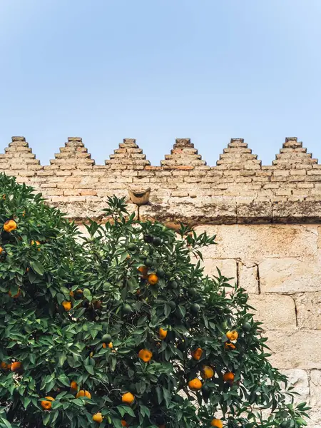 Orange Tree Fruits Street Cordoba Andalusia Spain — Stock Photo, Image