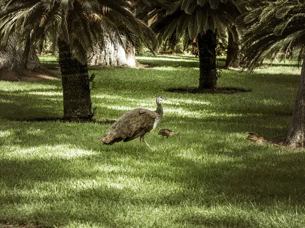 Peacock ve çocukları Sevilla, Endülüs, İspanya 'daki Royal Alcazar Place bahçesinde.