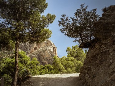 Güney İspanyolca, Endülüs manzarası yaz boyunca El Caminito del Rey 'de toprak yolun yanındaki taş çam ağaçları.